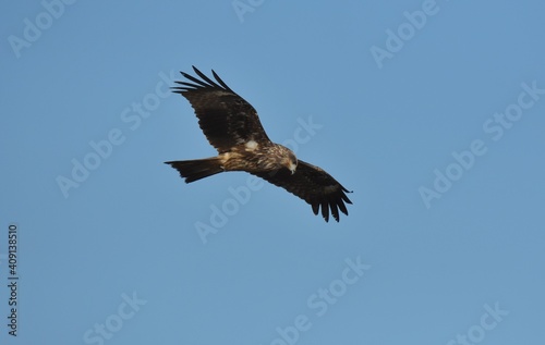 A medium sized bird Male and female have the same characteristics. The body is dark brown and yellow both above and below. Dark brown wings The tail is shallow  the mouth is short  sharp and black.