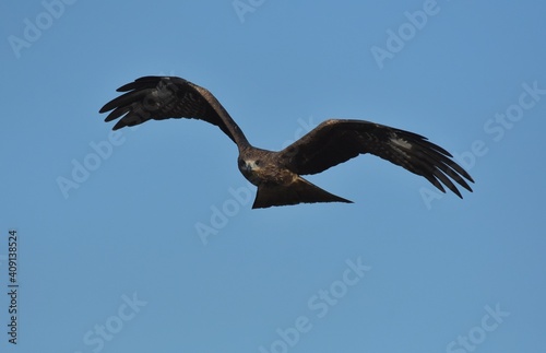 A medium sized bird Male and female have the same characteristics. The body is dark brown and yellow both above and below. Dark brown wings The tail is shallow  the mouth is short  sharp and black.