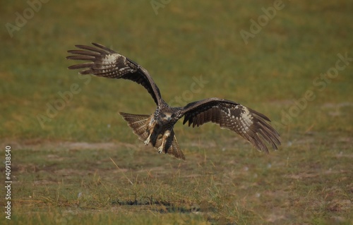 A medium sized bird Male and female have the same characteristics. The body is dark brown and yellow both above and below. Dark brown wings The tail is shallow  the mouth is short  sharp and black.