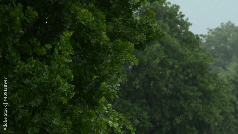 Heavy rain falling against trees in spring, suitable for a background Heavy rain falling against trees in spring, suitable for a background