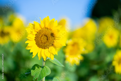 Sunflower in Field