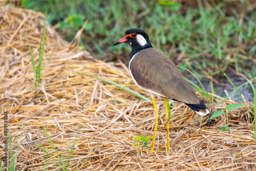 Image of red-wattled lapwing bird (Vanellus indicus) on nature background. Animal. Birds. Image of red-wattled lapwing bird (Vanellus indicus) on nature background. Animal. Birds.