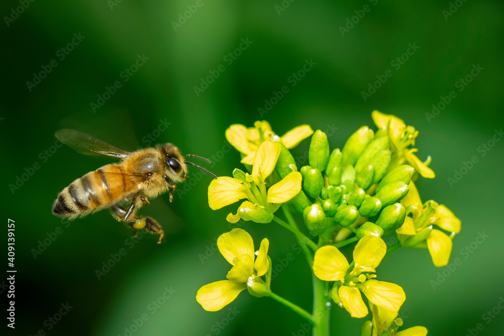 Image of bee or honeybee on flower collects nectar. Golden honeybee on flower pollen with space blur background for text. Insect. Animal. Image of bee or honeybee on flower collects nectar. Golden honeybee on flower pollen with space blur background for text. Insect. Animal.