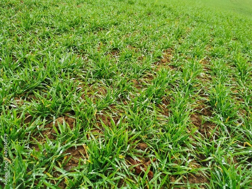 A field with green grass