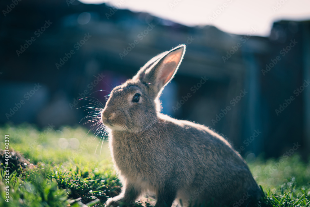 Fototapeta premium beautiful rabbit in a sunrise with a bright sun