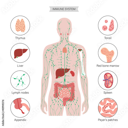 Lymphatic System Concept