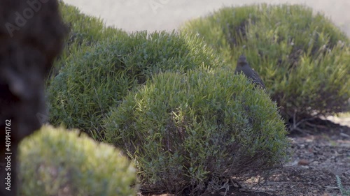 California Quail female perched in bush Slow Motion photo