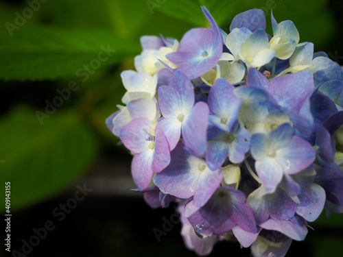 青紫色の紫陽花の花 photo