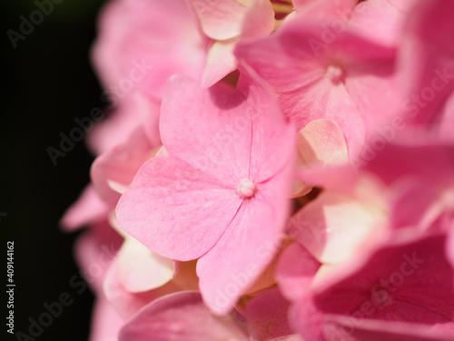 ピンク色の紫陽花の花 photo