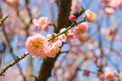 梅の花　春