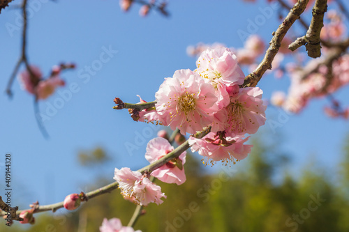 梅の花　春
