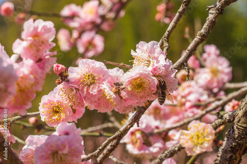 梅の花　春