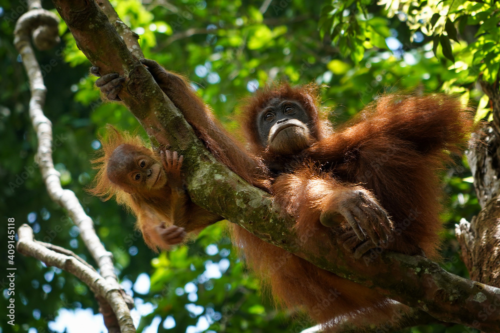 Fototapeta premium Orangutan mother and baby in the Sumatran rainforest