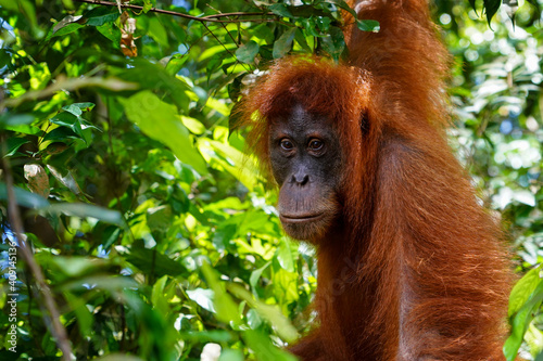 Wild Orangutan in Sumatra