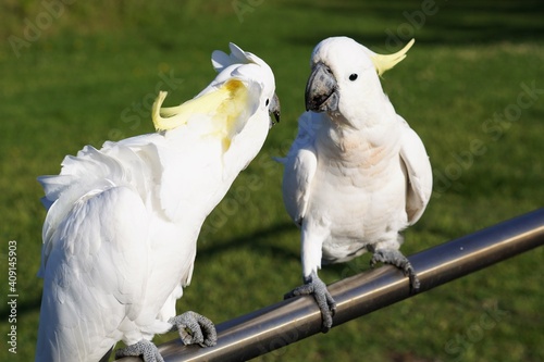 Two perched Cockatoos chatting to each other photo