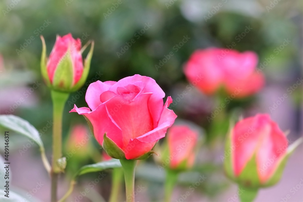 美しいピンクの薔薇の花