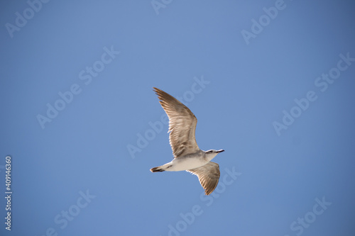 gaviota solitaria