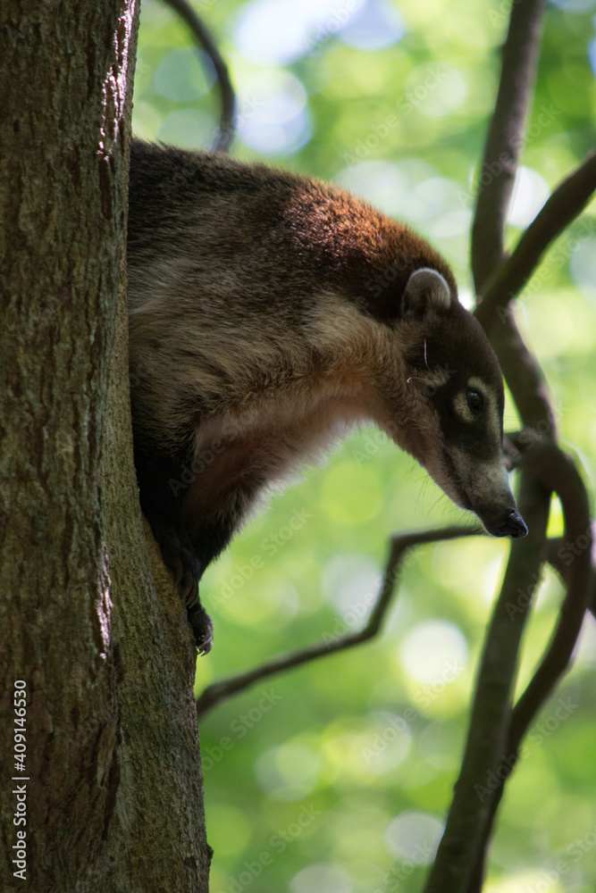 Obraz premium coati curioso 2