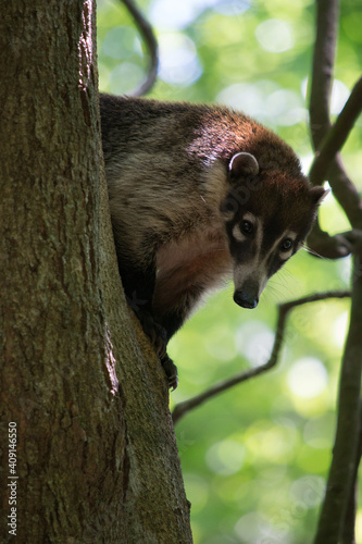coati curioso