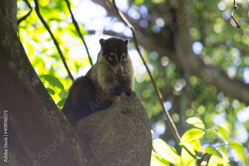 coati en árbol