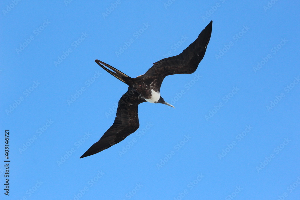 Obraz premium Female Frigate Bird soaring above the Galapagos Islands.
