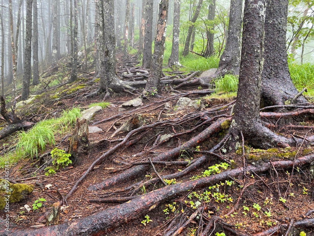 白雲山 登山道 白雲山 登山道
