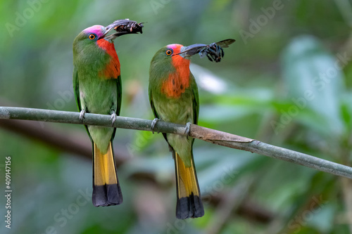 Parents of Red-bearded Bee-eater birds hold their prey to stand on the branches waiting to feed their babies at the nest.