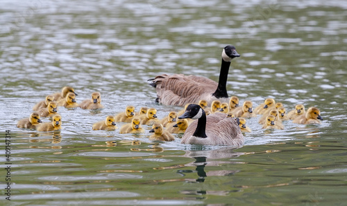 Canada Goose family in water
