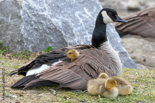 Canada Goose family