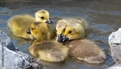 Canada Goose goslings © OneFocusPhotography