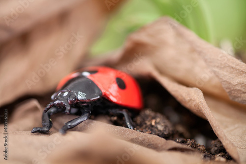 Coccinella septempunctata foraging in dead leaves photo