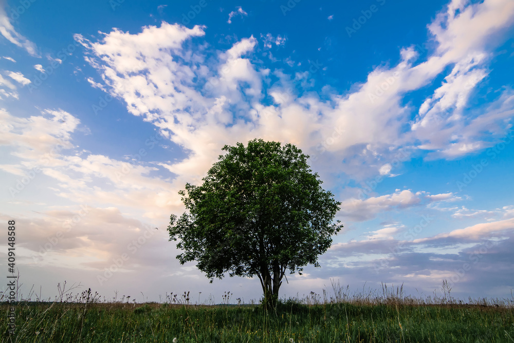Fototapeta premium summer landscape with a lonely tree in a field with green grass under a sky in the morning