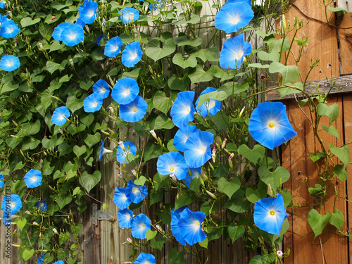 Foto Morning Glory On Fence and Gate
