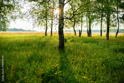 Fototapeta Naklejka Na Ścianę i Meble -  birch forest in the morning in summer with the sun shining at sunrise rays