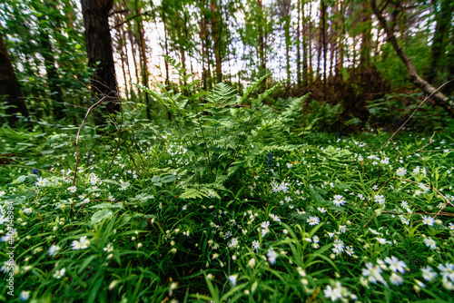 stellaria holostea blooming in the meadow and fern in the forest in spring