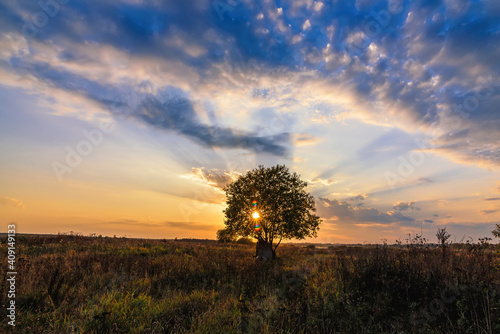 lonely tree in a field against an orange sunset in autumn