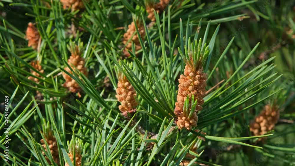 Close-up view of pine tree branch, 4k Close-up view of pine tree branch, 4k