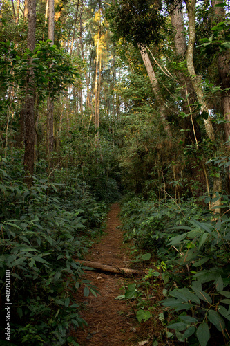 Fototapeta Naklejka Na Ścianę i Meble -  Trail inside a dense jungle on a bright sunny day