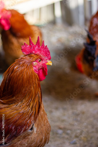 Rooster head close-up © 俊 王