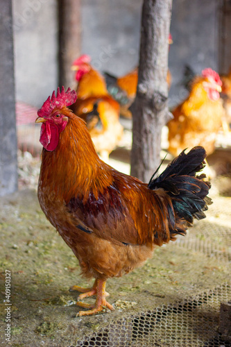 Side view of a big rooster in the chicken coop © 俊 王