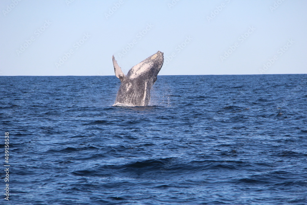 Fototapeta premium Humpback Whales Gold Coast Australia