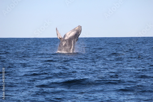 Humpback Whales Gold Coast Australia