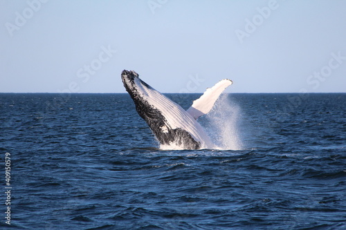 Humpback Whales Australia