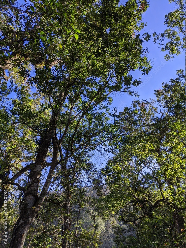 Fototapeta premium trees and sky
