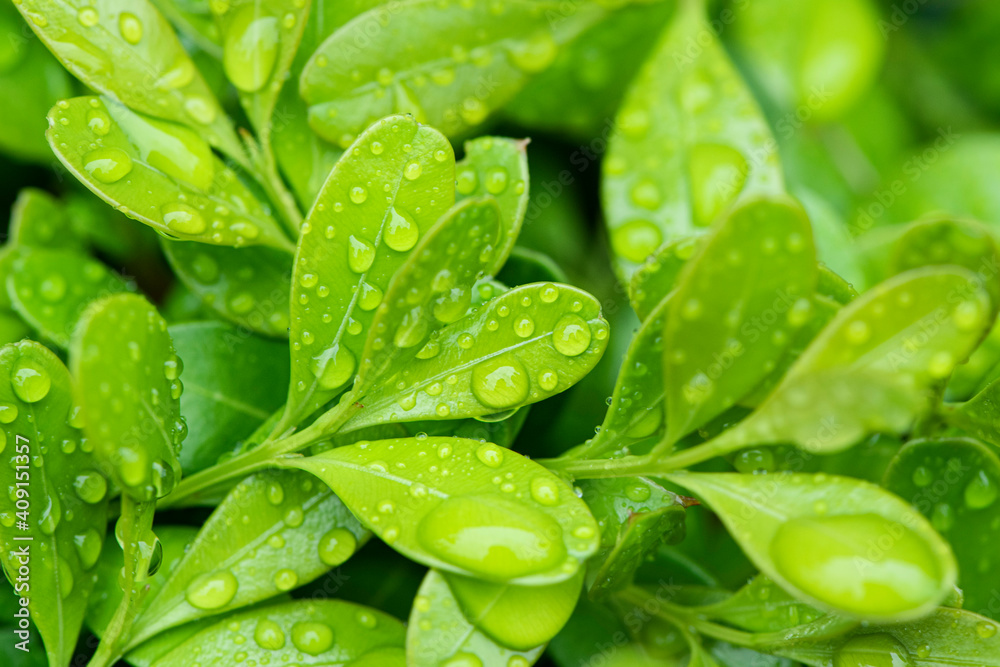 Green leaves and drops of water are used for natural background. Green leaves and drops of water are used for natural background.