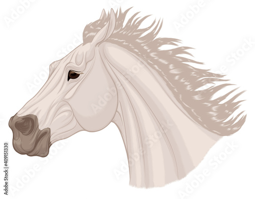 Portrait of a running bronco with a long thick mane. Galloping gray stallion pulled its ears back. Vector element for rodeo and horse owners isolated on a white background.
