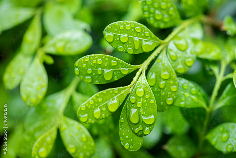 Green leaves and drops of water are used for natural background. Green leaves and drops of water are used for natural background.