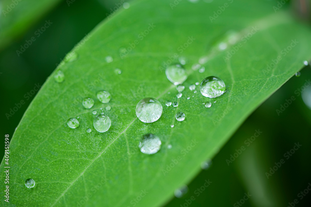 Green leaves and drops of water are used for natural background. Green leaves and drops of water are used for natural background.