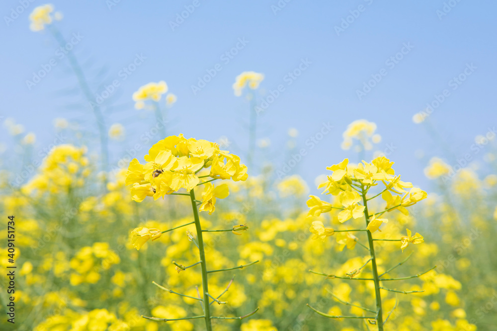 Rape  flowers in field with blue sky in spring