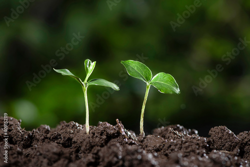 Little green seedlings growing in soil